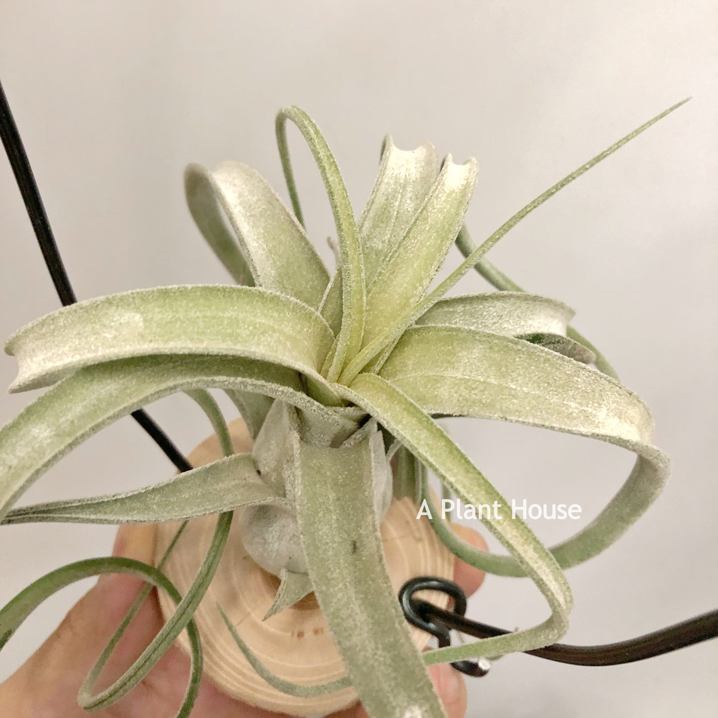 Tillandsia Streptophylla x Fasciculata