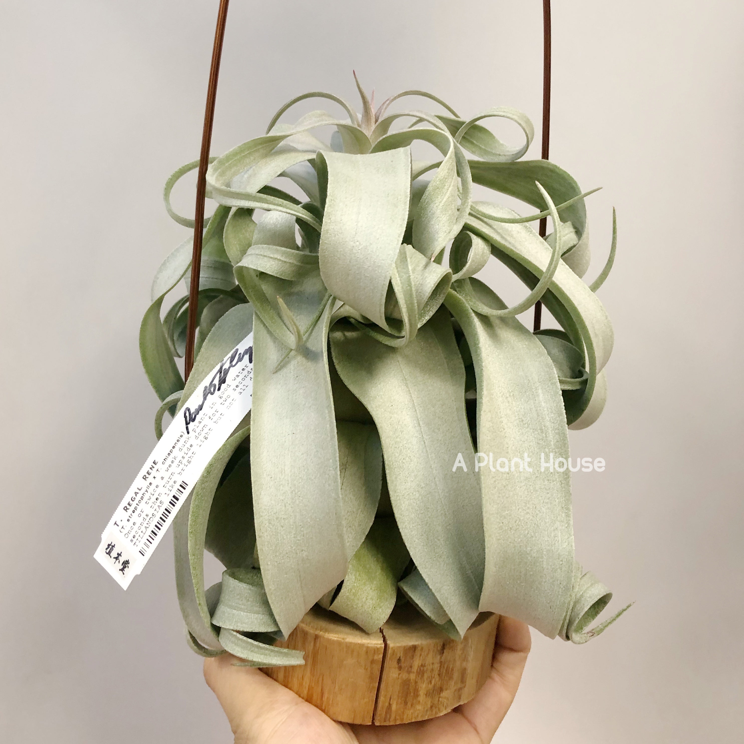 Tillandsia Regal Rene - specimen – APlantHouse