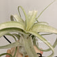 Tillandsia Streptophylla x Fasciculata