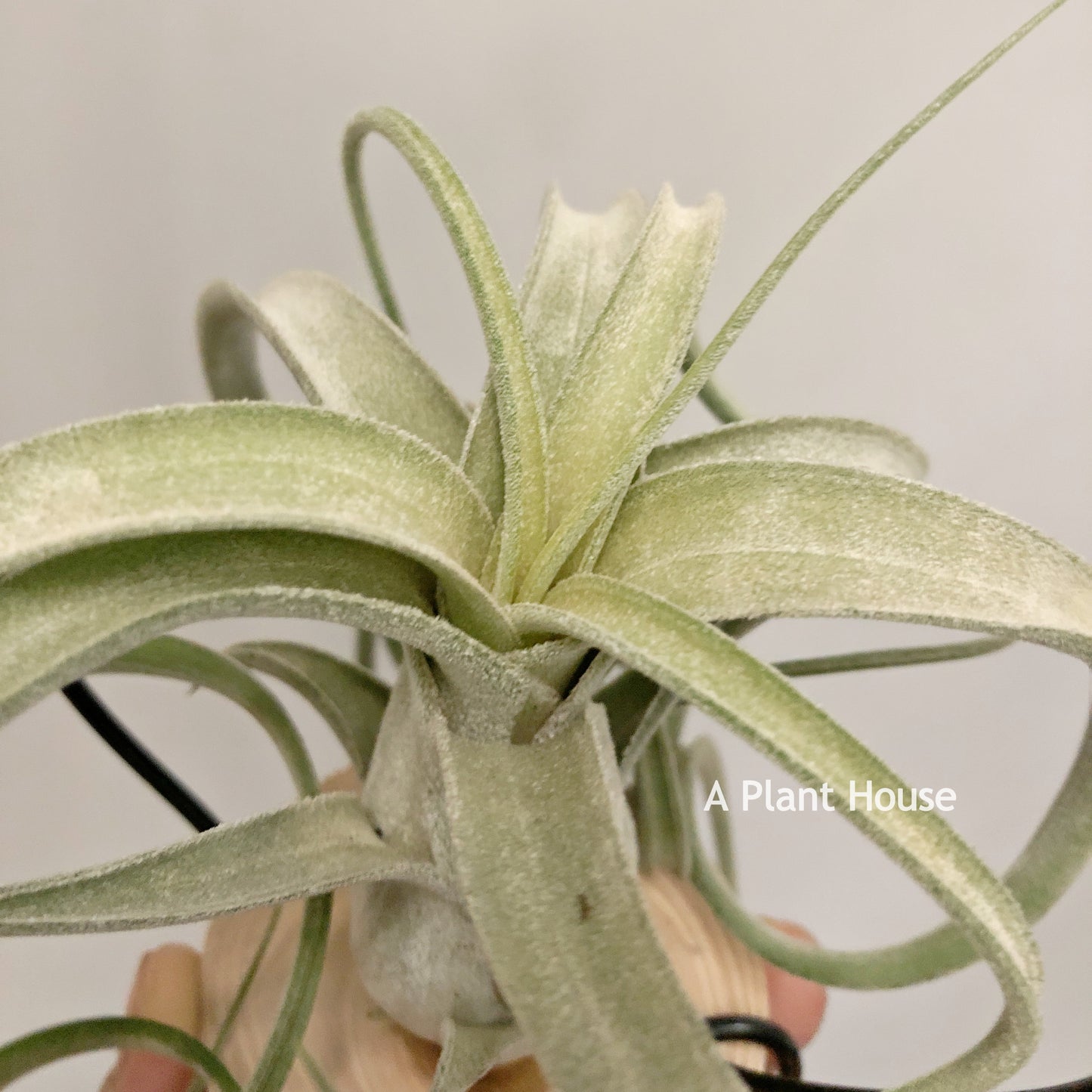 Tillandsia Streptophylla x Fasciculata