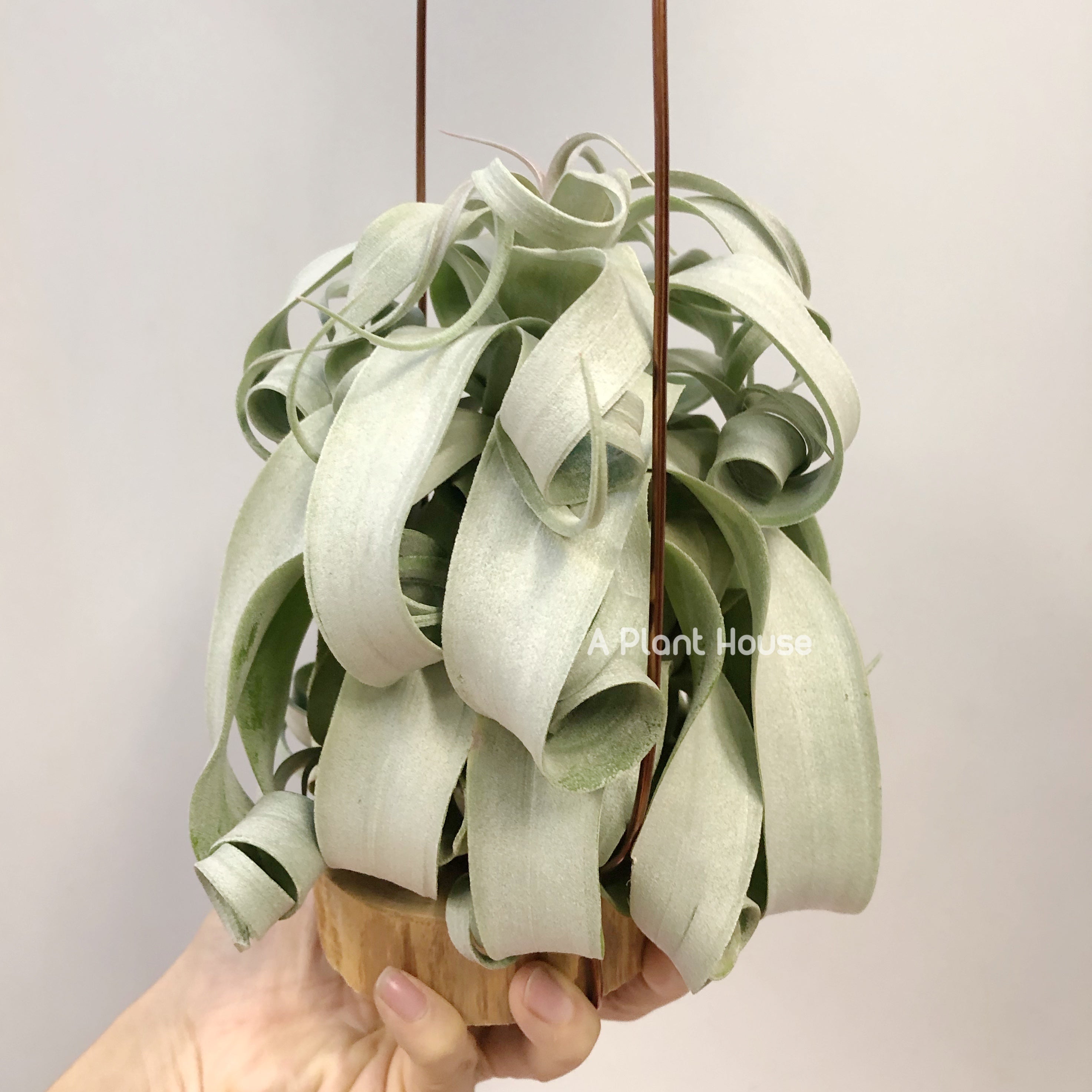 Tillandsia Regal Rene - specimen – APlantHouse