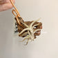 Tillandsia Hirta Tomentose