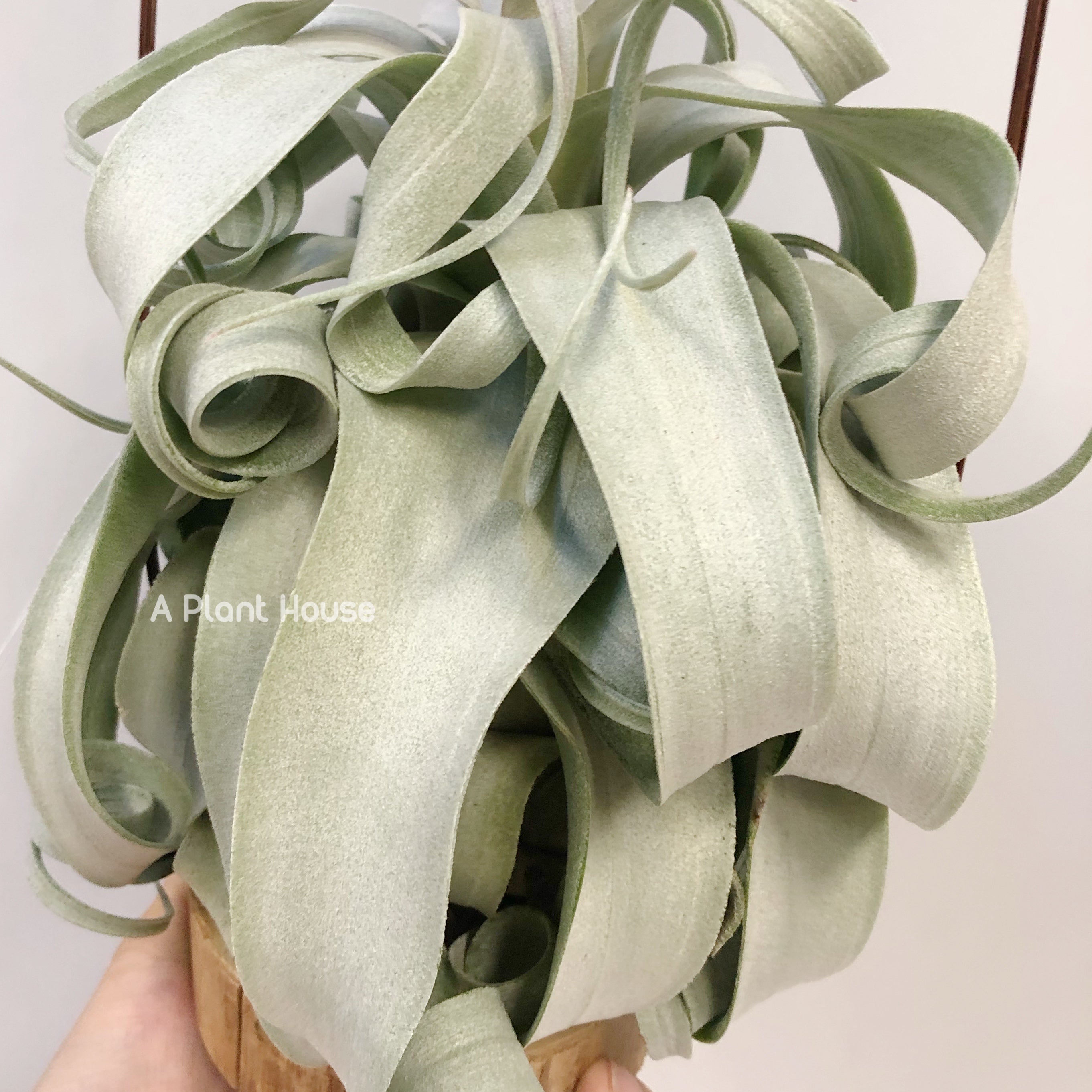 Tillandsia Regal Rene - specimen – APlantHouse