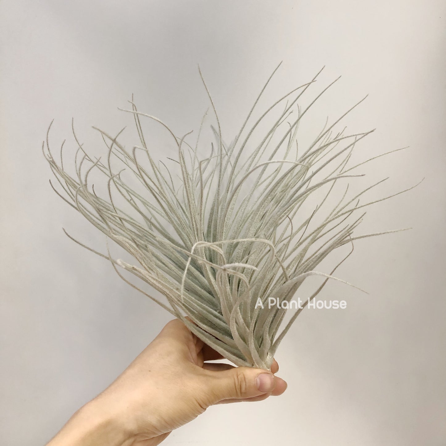 Tillandsia Tectorum Peru