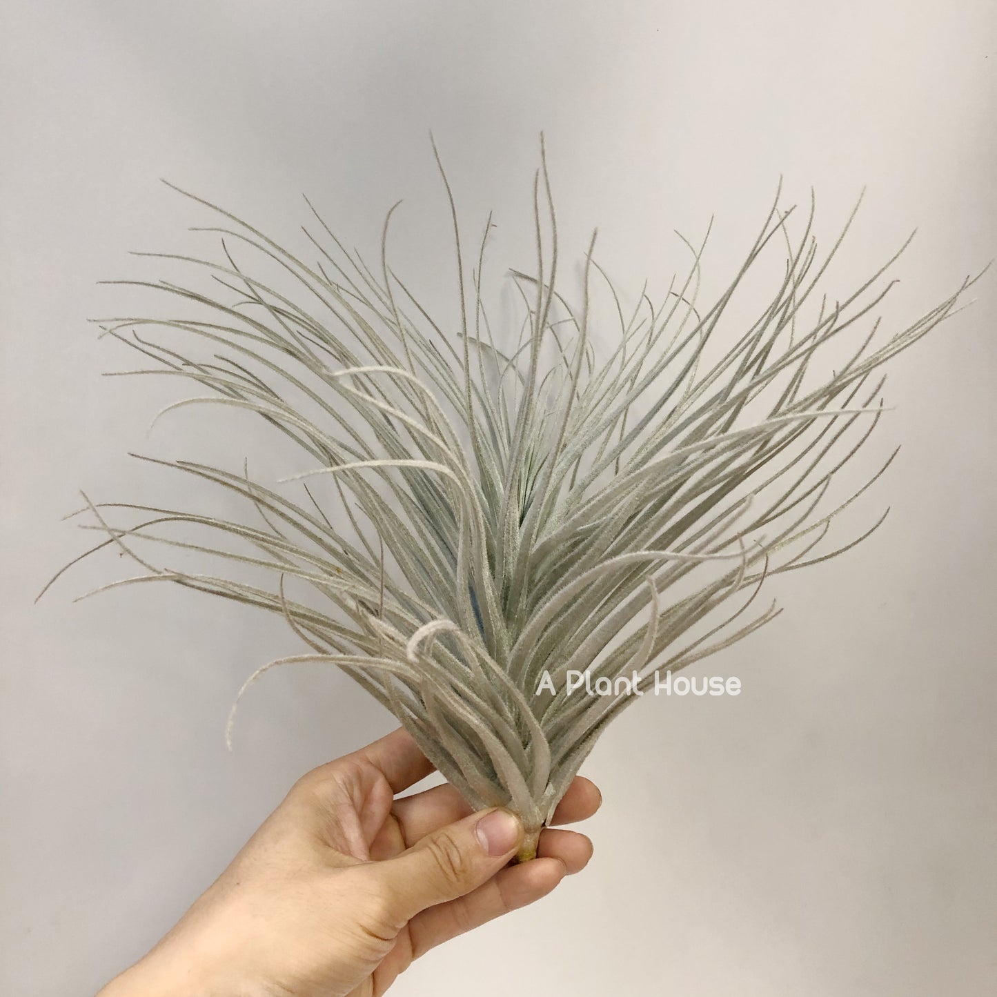 Tillandsia Tectorum Peru