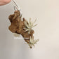 Tillandsia Rectangula