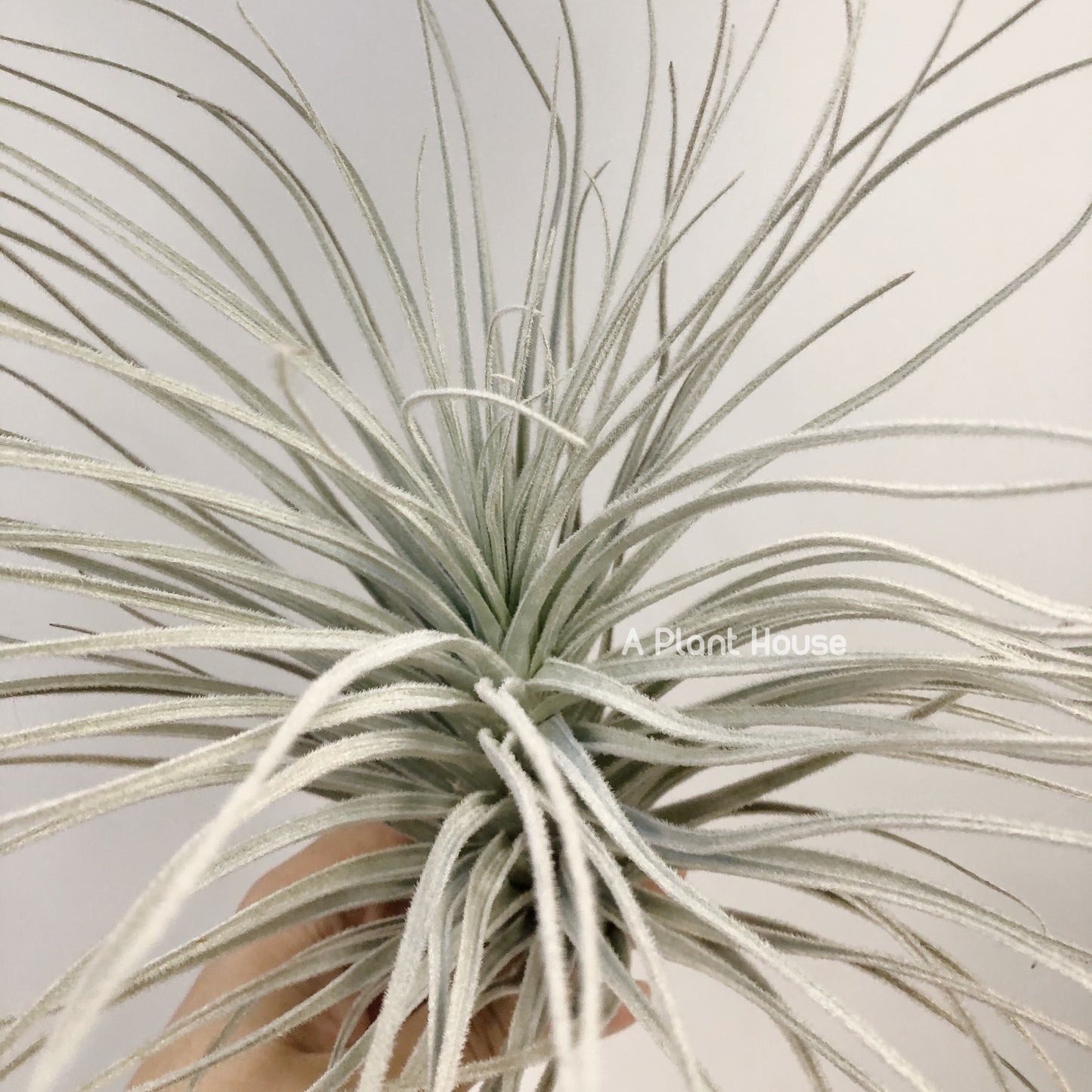 Tillandsia Tectorum Peru