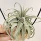 Tillandsia Elisa