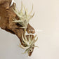 Tillandsia Rectangula