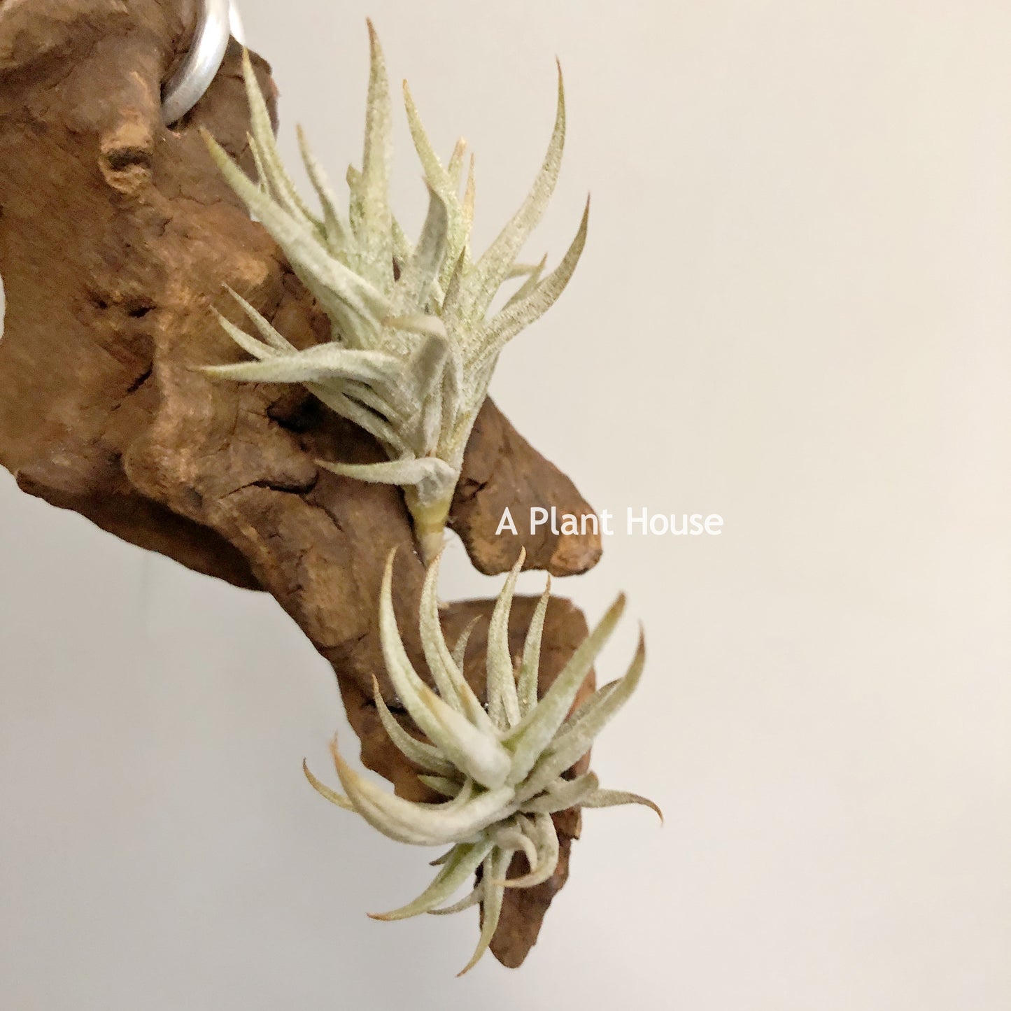 Tillandsia Rectangula