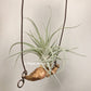 Tillandsia X Correalei