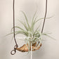 Tillandsia X Correalei