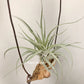 Tillandsia X Correalei