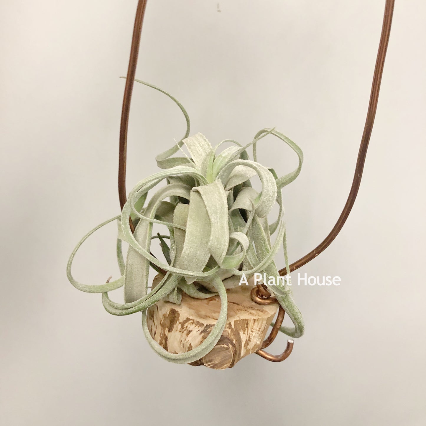 Tillandsia Seleriana x Streptophylla