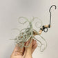 Tillandsia Streptocarpa