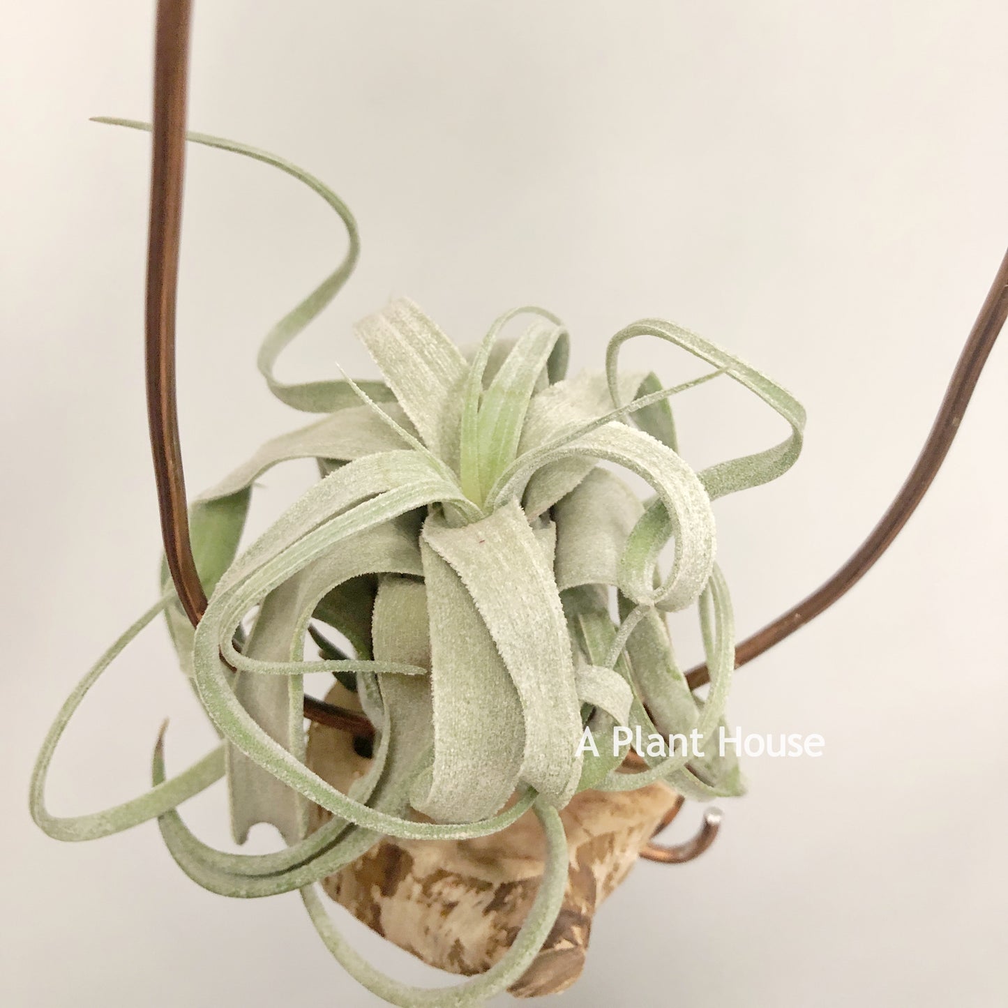 Tillandsia Seleriana x Streptophylla