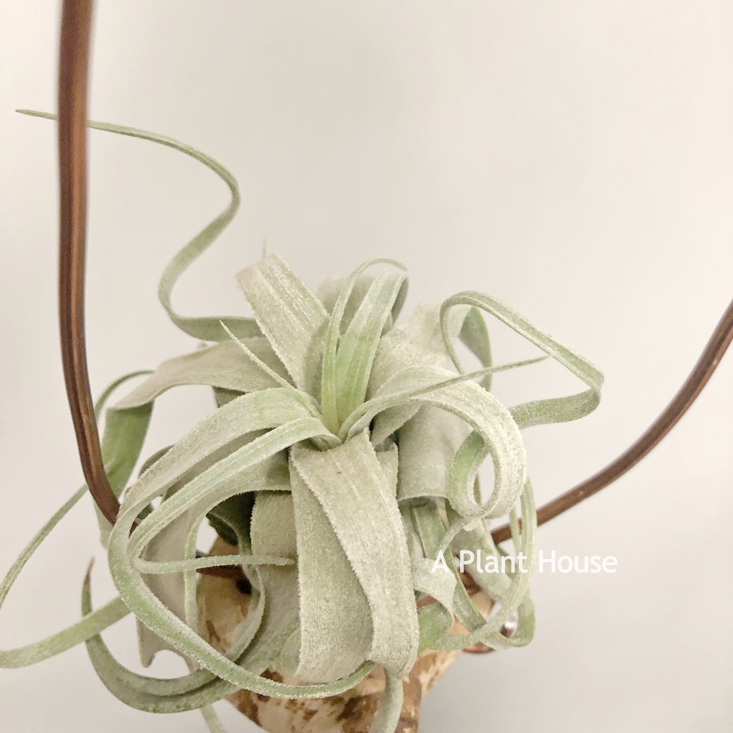 Tillandsia Seleriana x Streptophylla