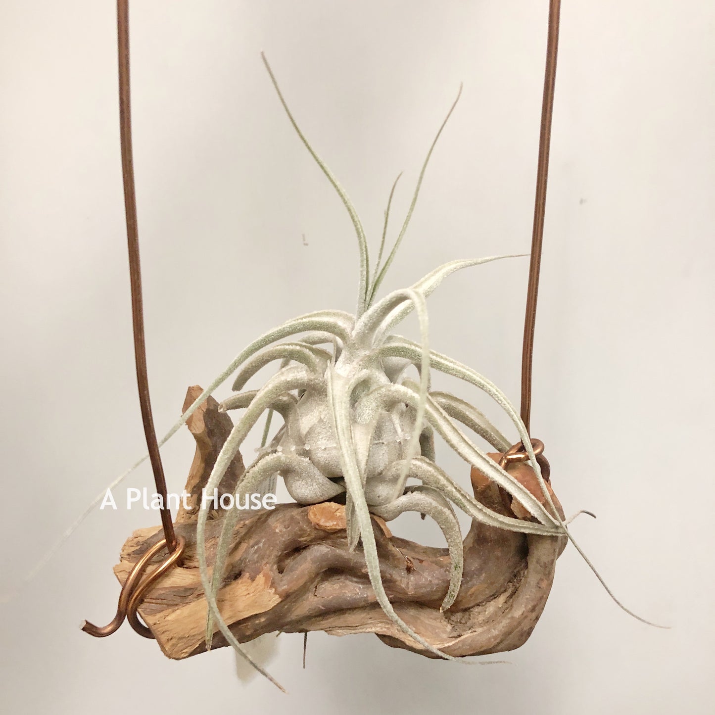 Tillandsia Ehlersiana