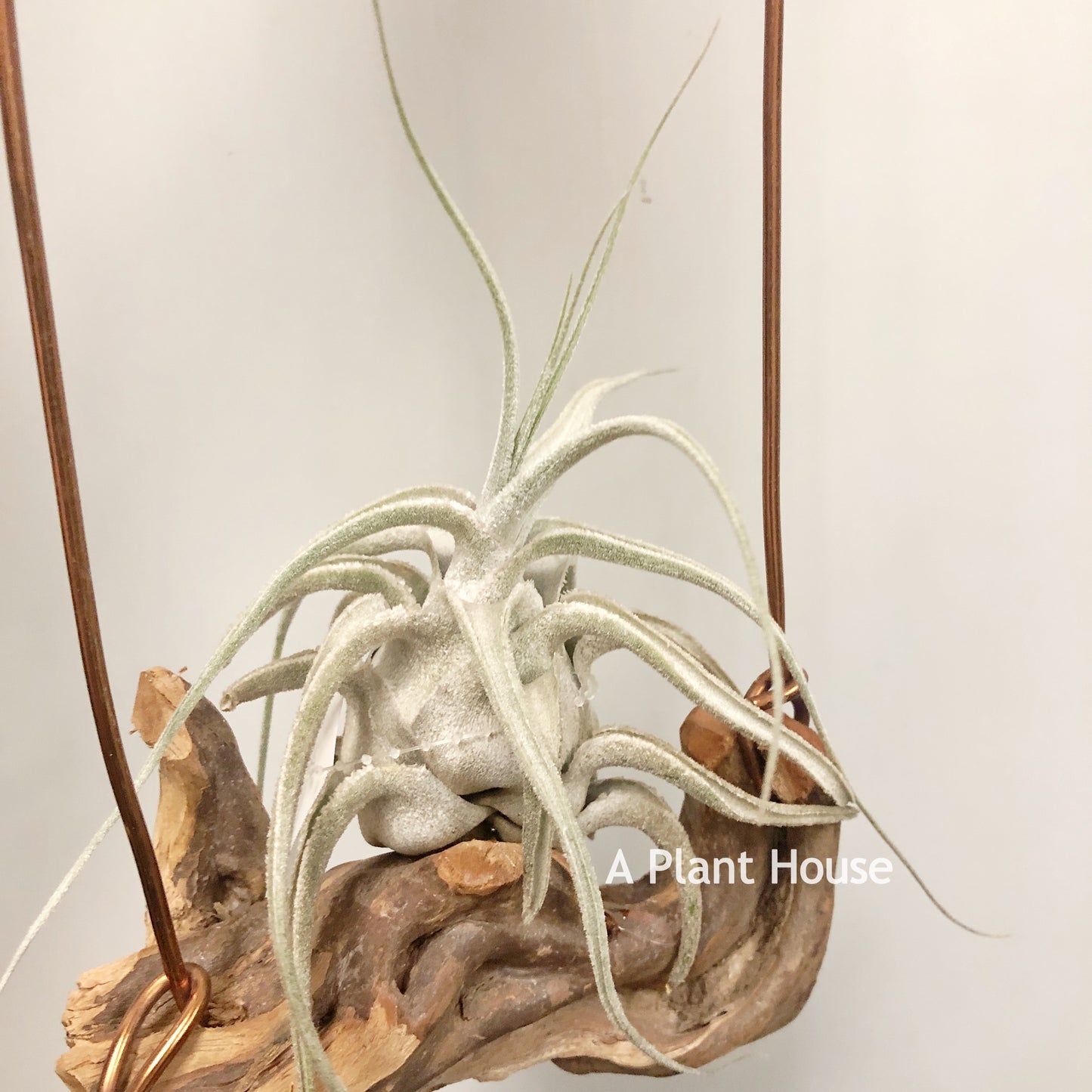 Tillandsia Ehlersiana