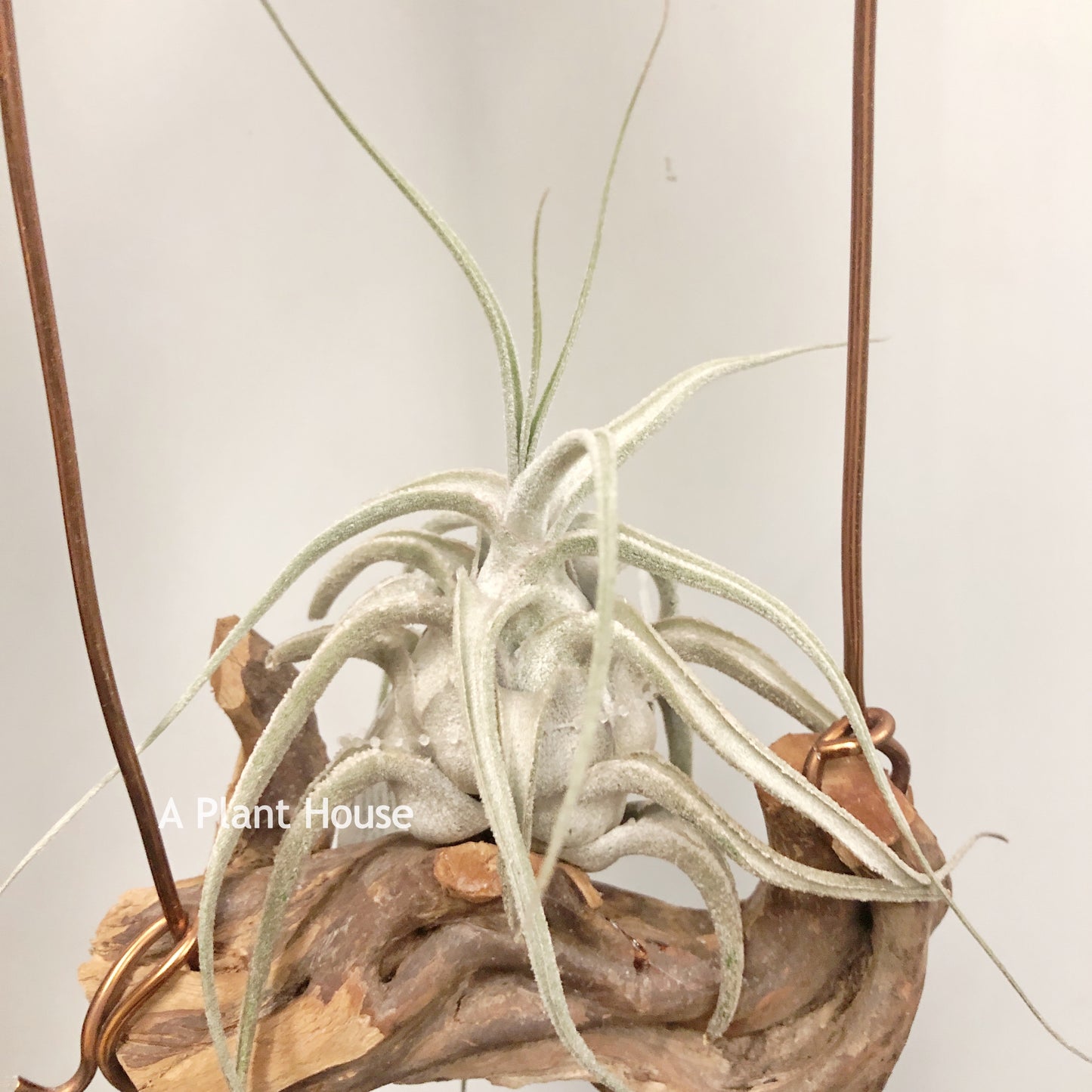 Tillandsia Ehlersiana