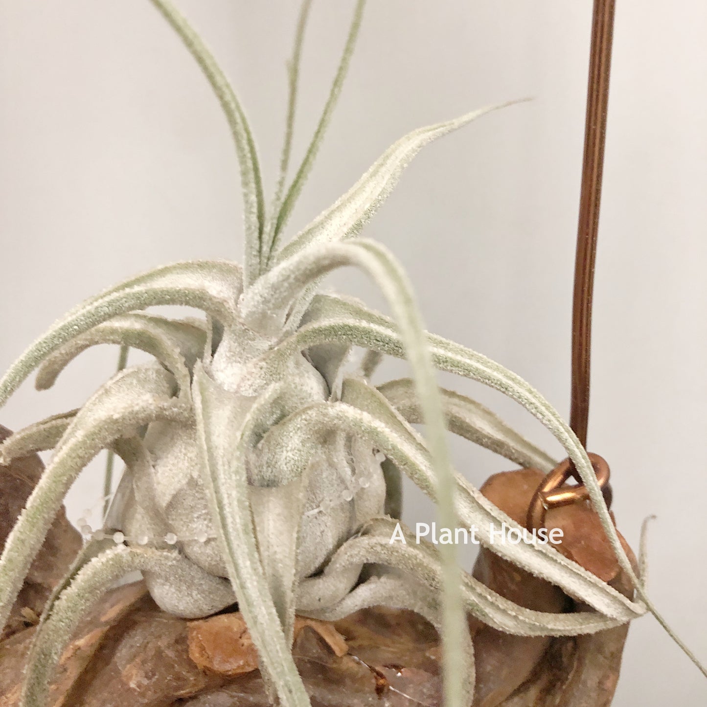 Tillandsia Ehlersiana