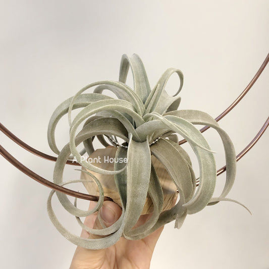 Tillandsia Latifolia Leucophylla