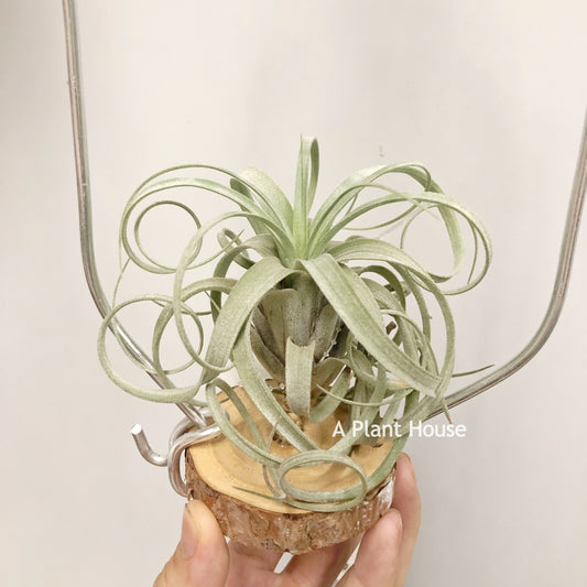 Tillandsia Hedi Gulz