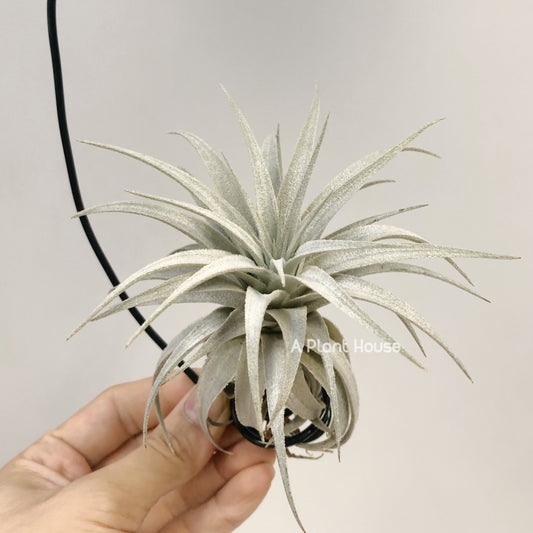 Tillandsia Gardneri V. Rupicola