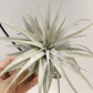 Tillandsia Gardneri V. Rupicola