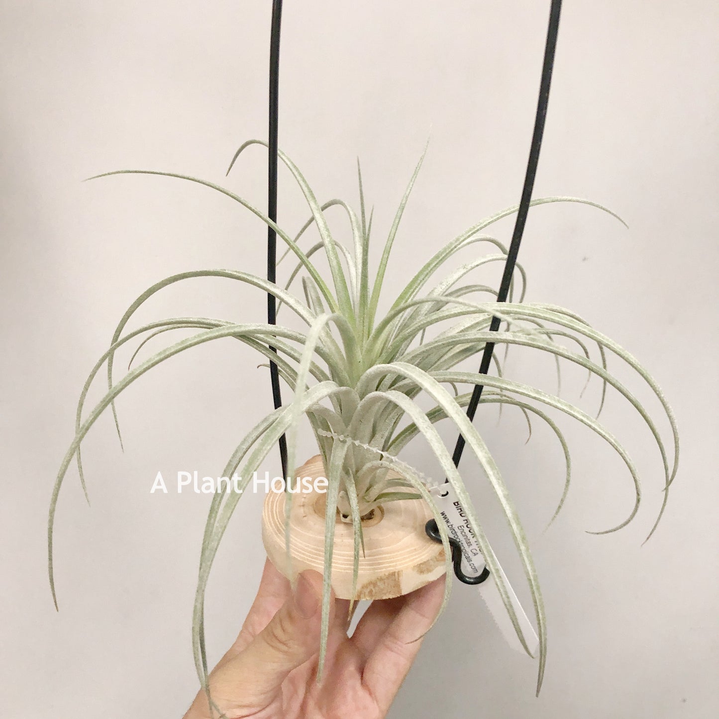 Tillandsia Pink Delight