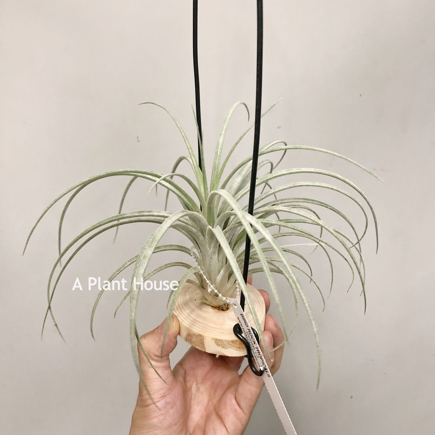 Tillandsia Pink Delight