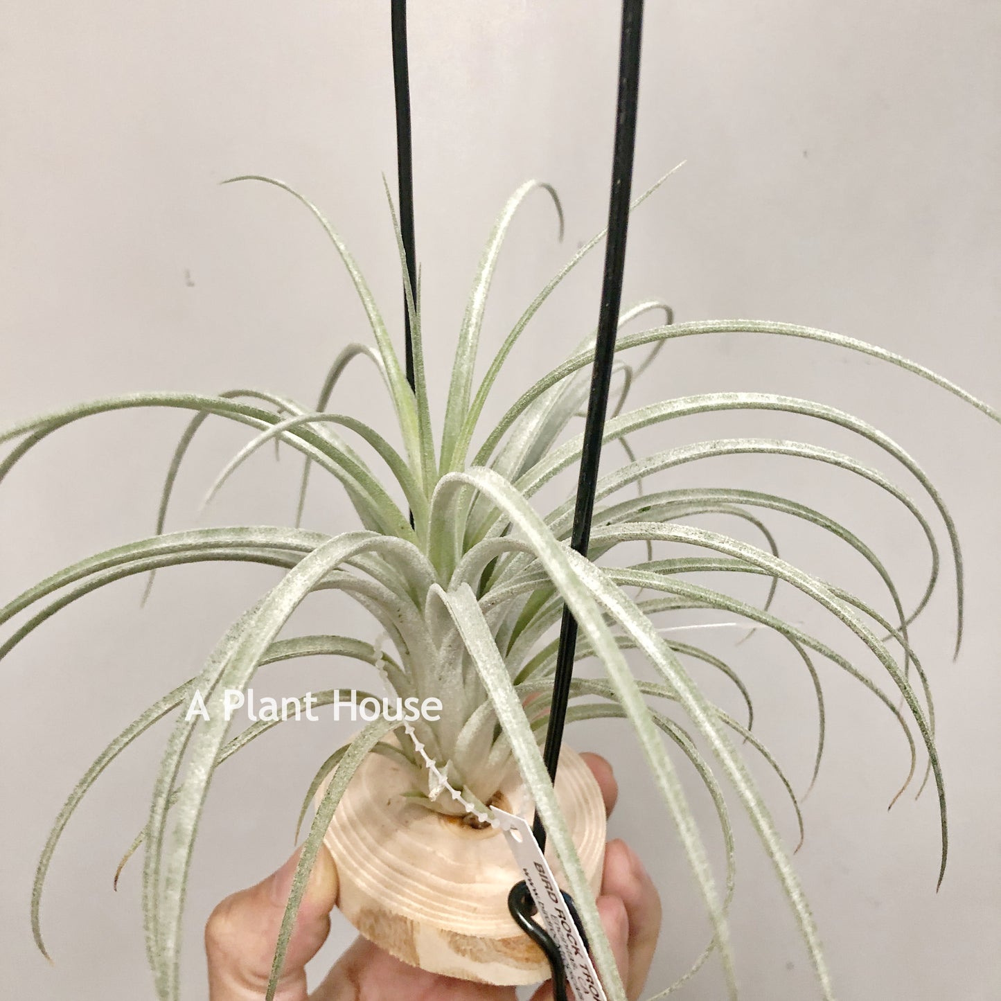 Tillandsia Pink Delight