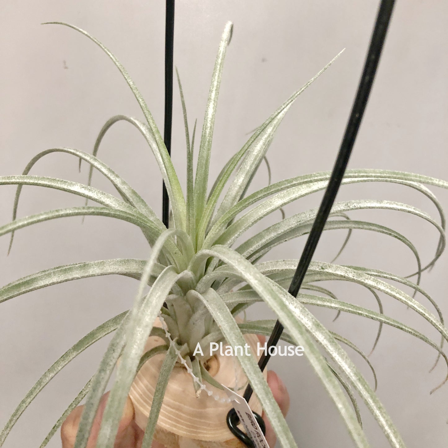 Tillandsia Pink Delight