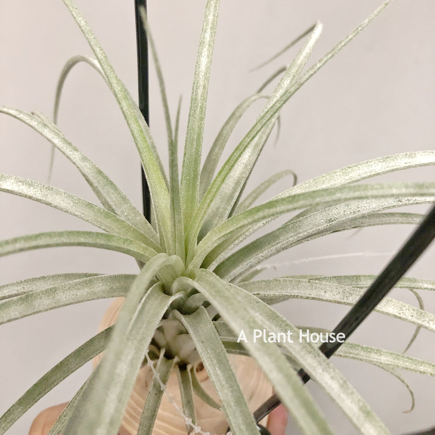 Tillandsia Pink Delight