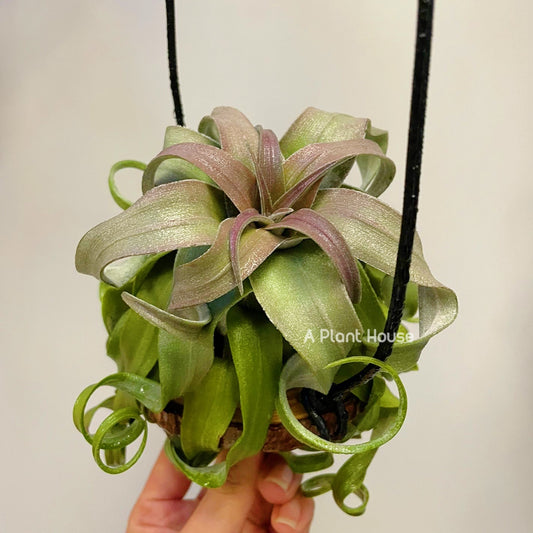 Tillandsia Streptophylla