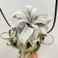 Tillandsia Streptophylla