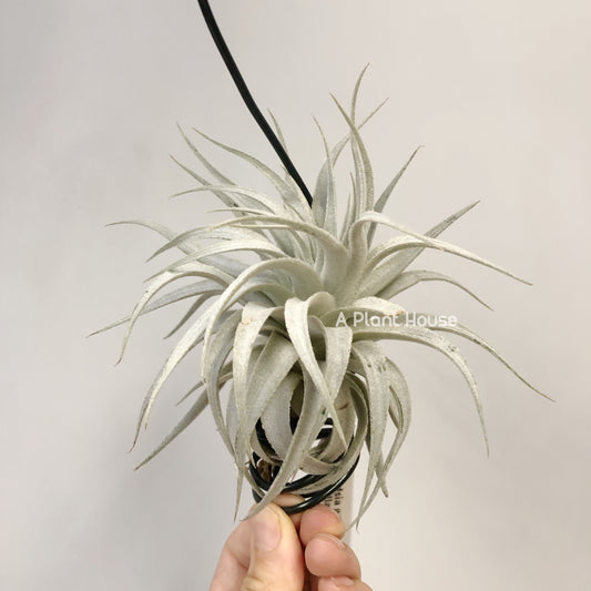 Tillandsia Gardneri V. Rupicola(Purple Form)