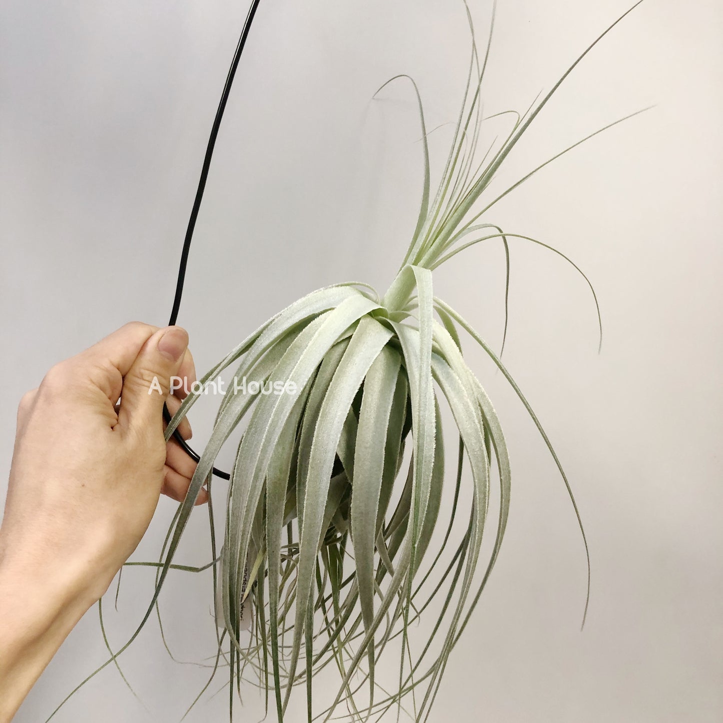 Tillandsia Gardneri Specimen