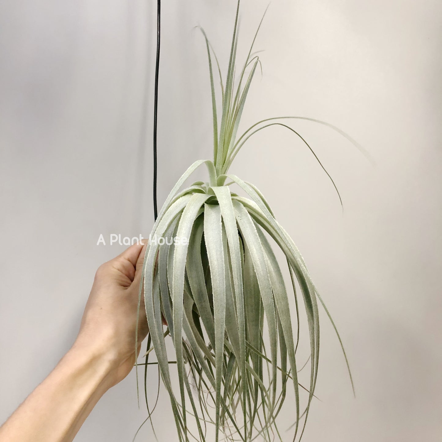 Tillandsia Gardneri Specimen