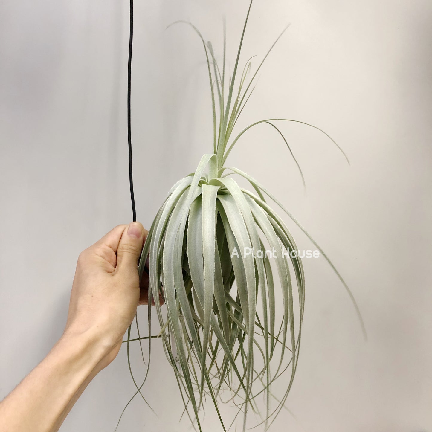 Tillandsia Gardneri Specimen