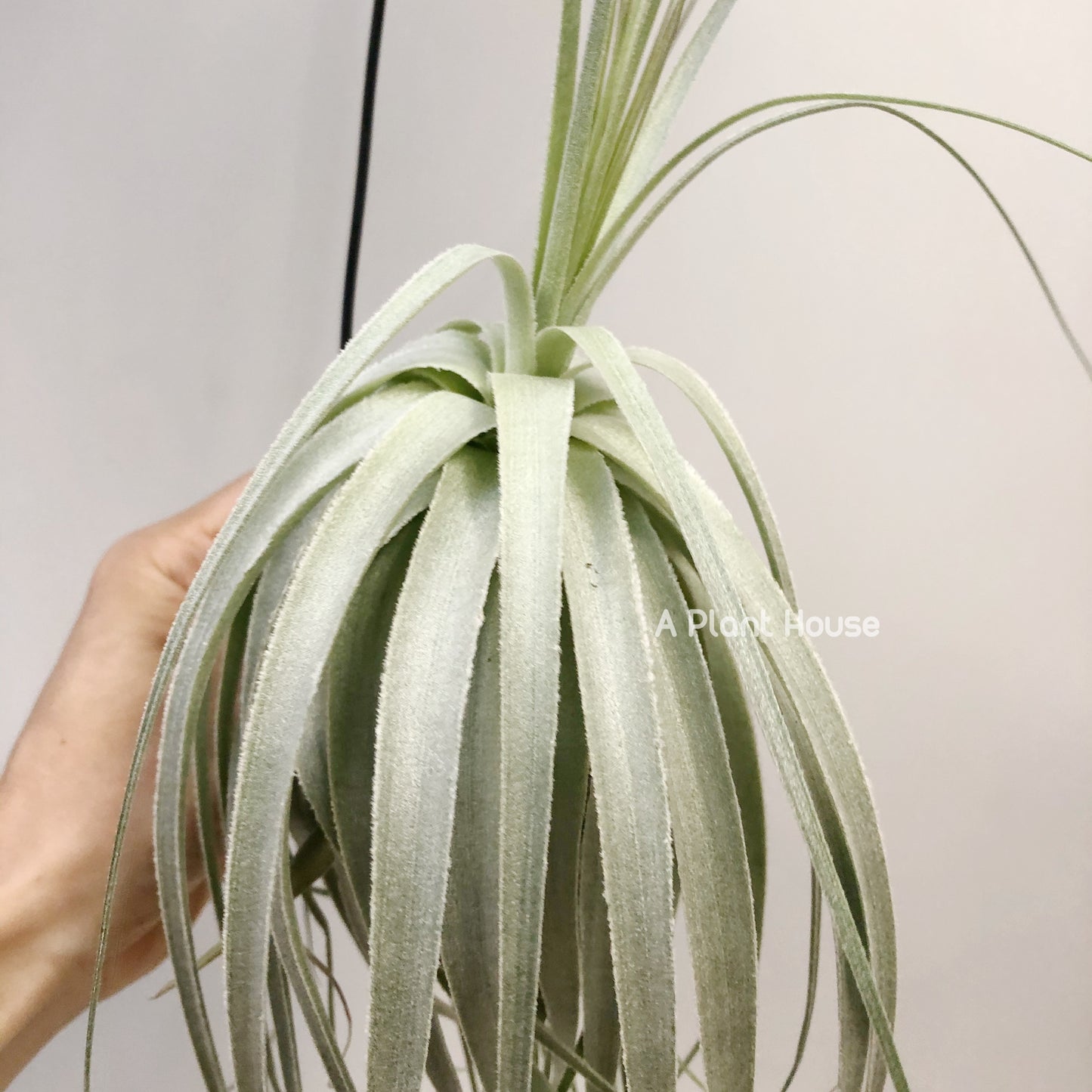 Tillandsia Gardneri Specimen