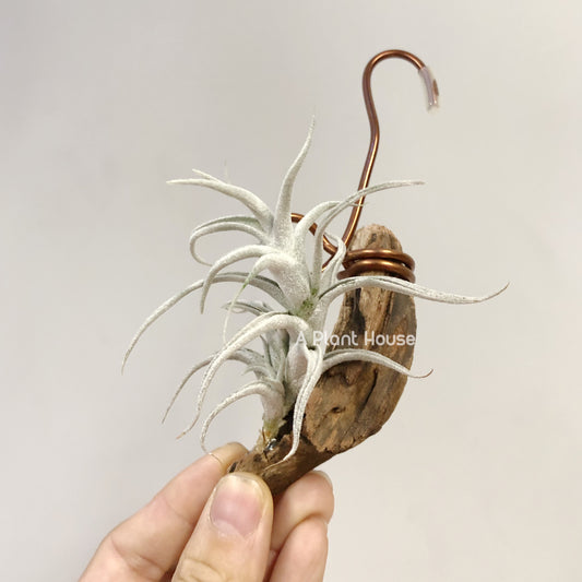 Tillandsia Mitlaensis V. Tulensis