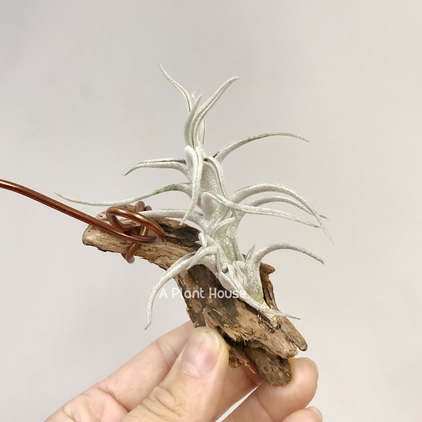 Tillandsia Mitlaensis V. Tulensis