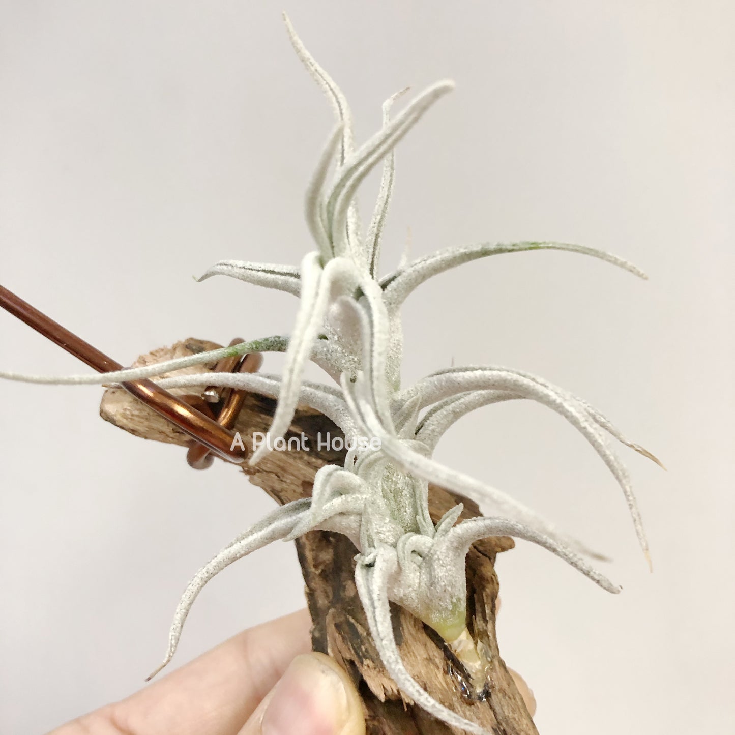 Tillandsia Mitlaensis V. Tulensis