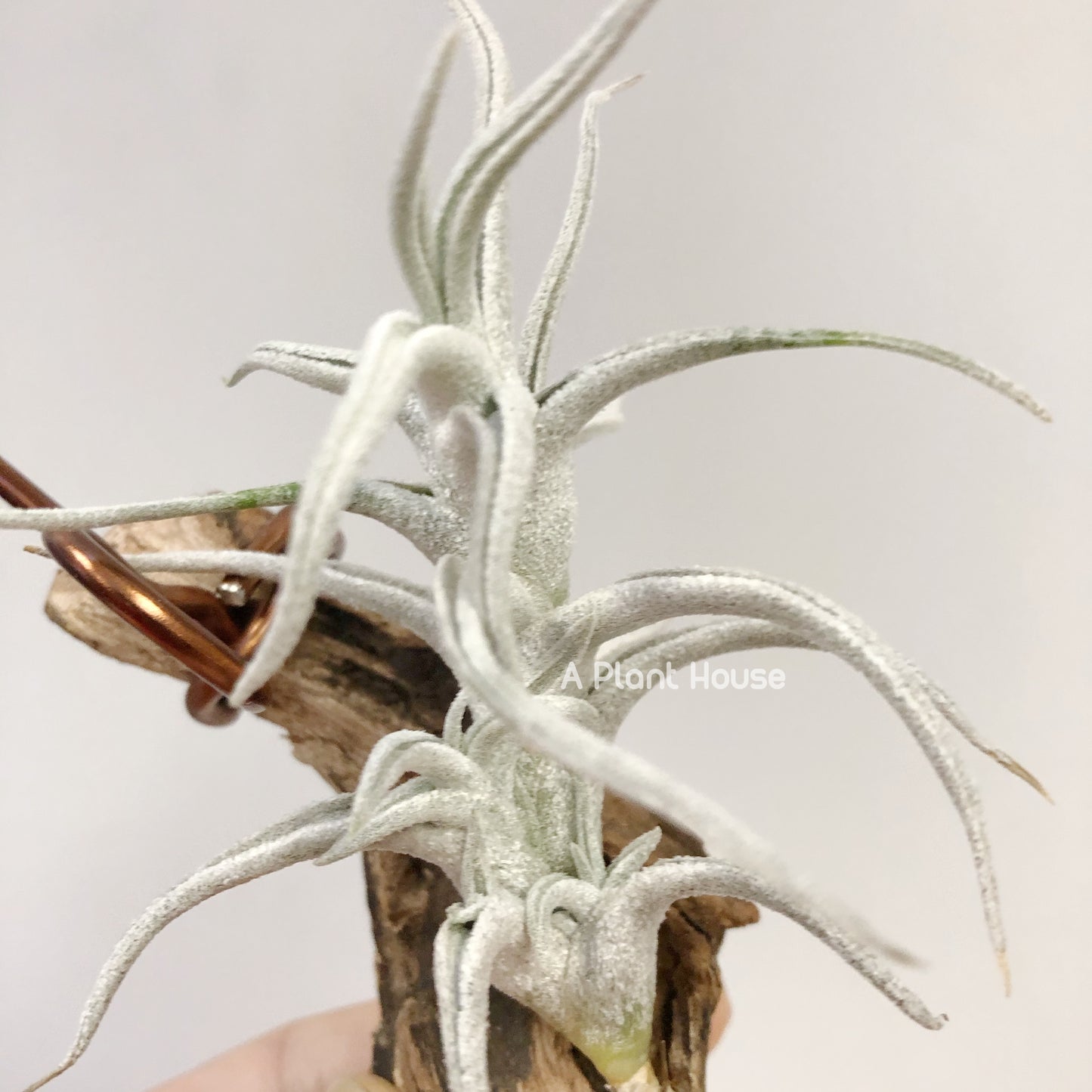 Tillandsia Mitlaensis V. Tulensis