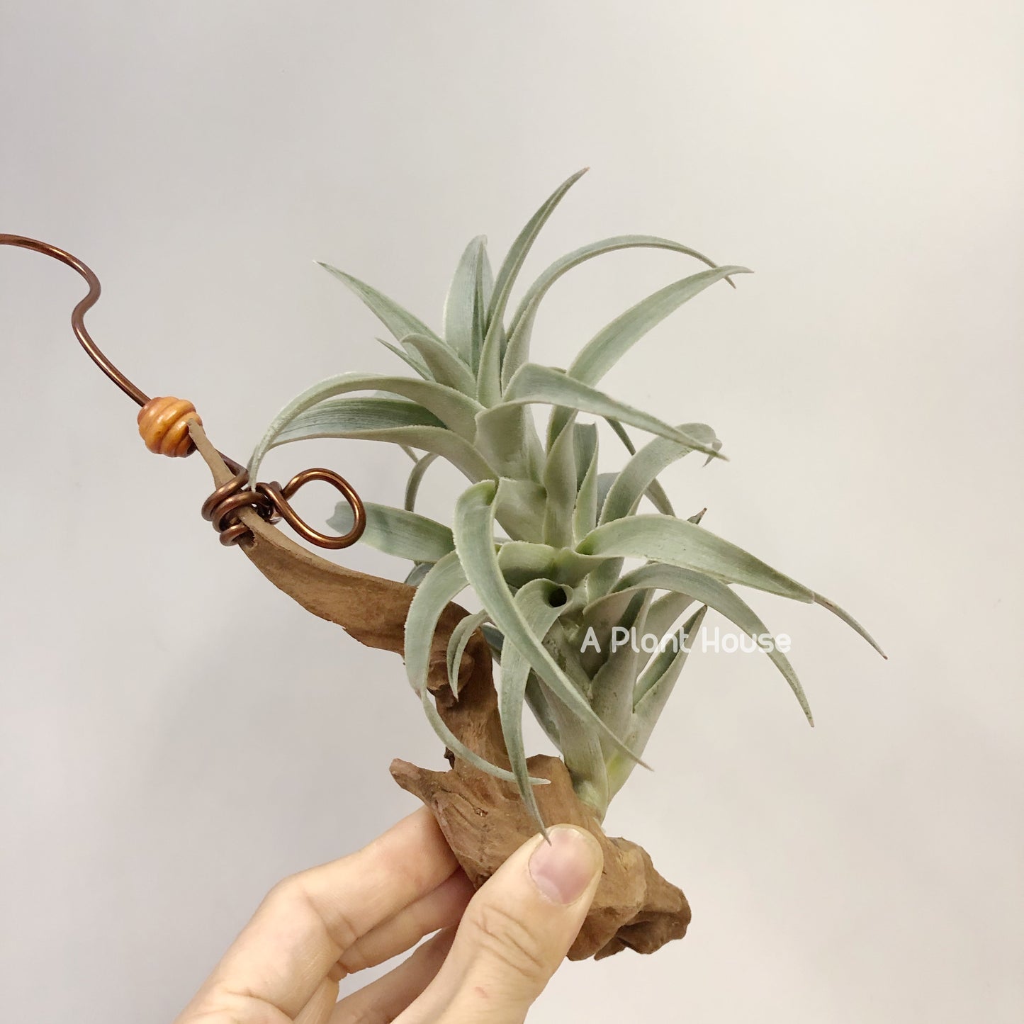 Tillandsia Edithae-Green Form