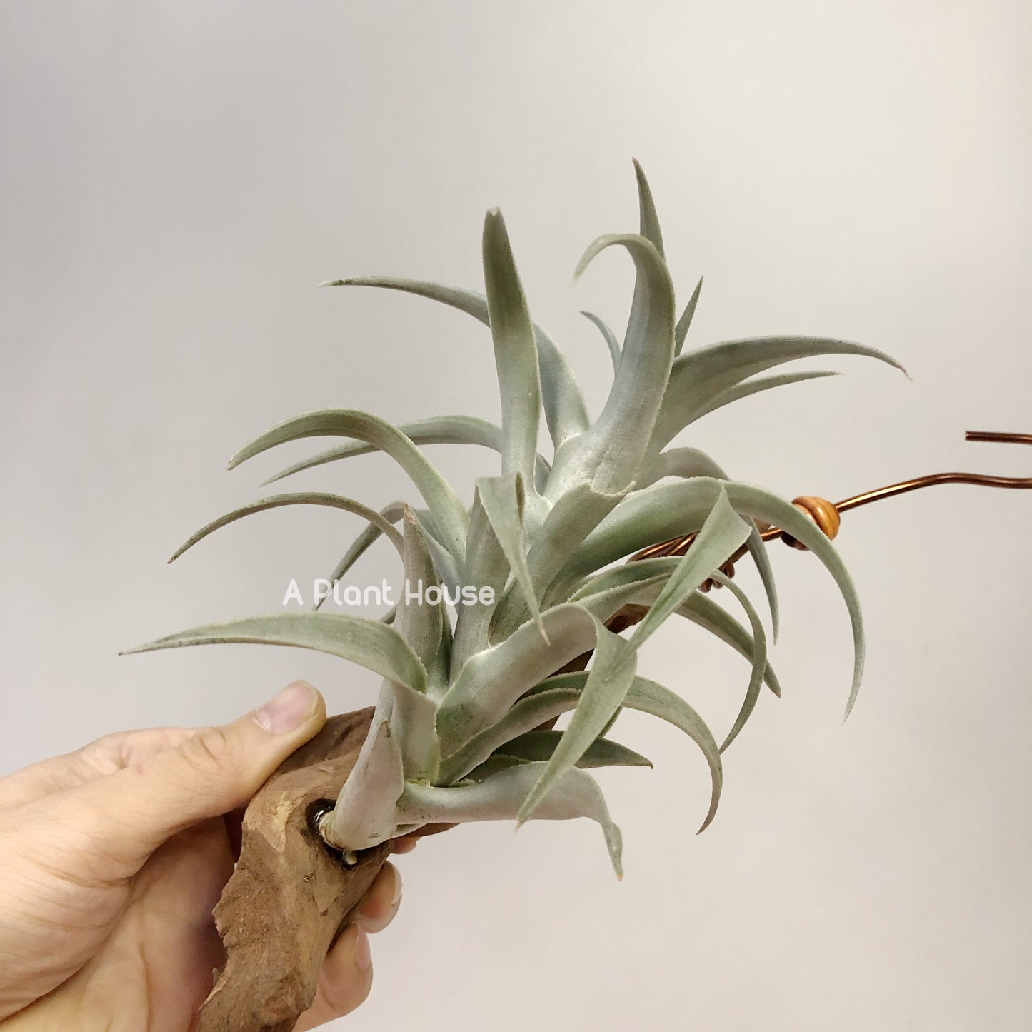 Tillandsia Edithae-Green Form