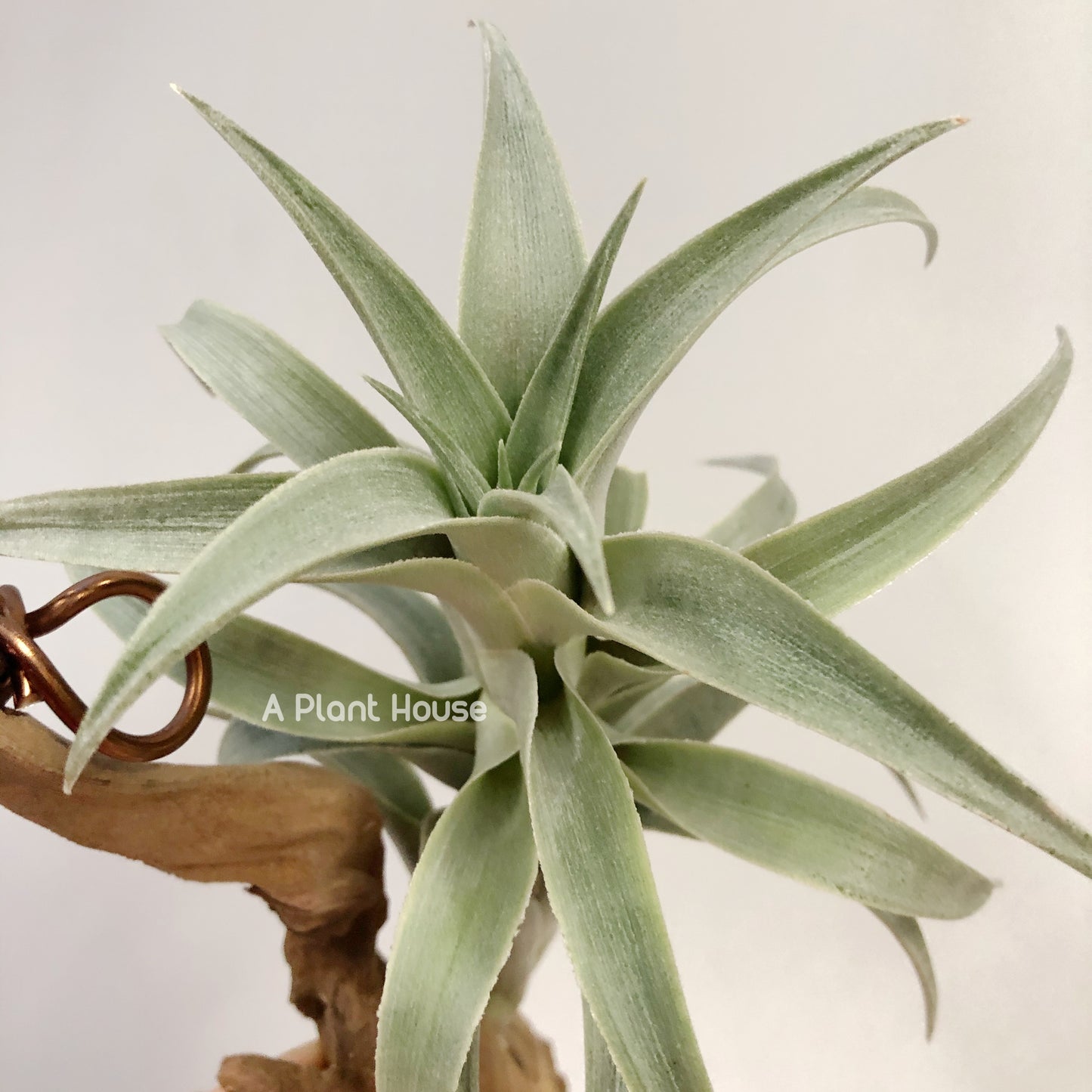 Tillandsia Edithae-Green Form