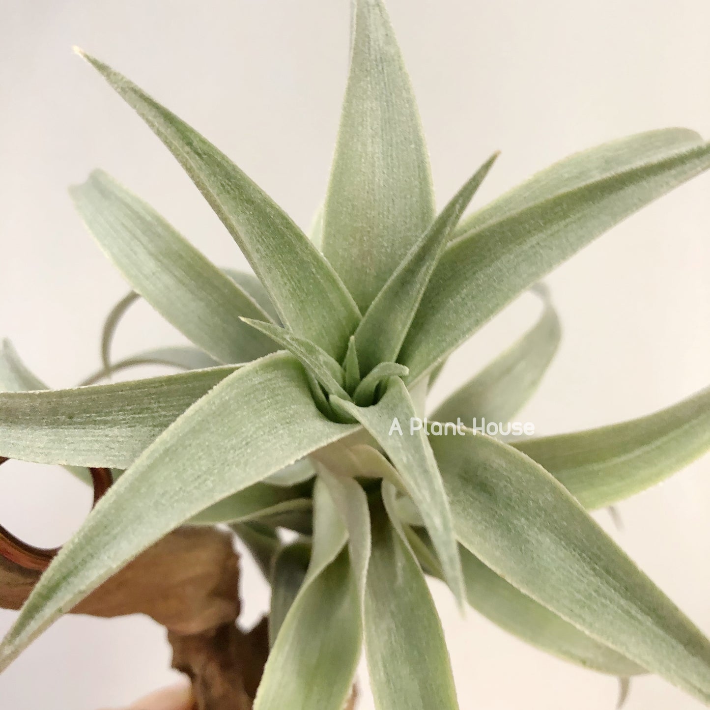 Tillandsia Edithae-Green Form