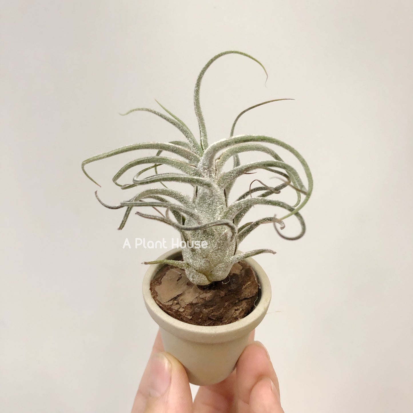 Tillandsia Pruinosa Guatemala